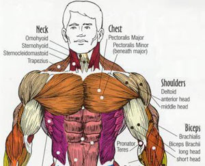 Important Muscles For Fighting